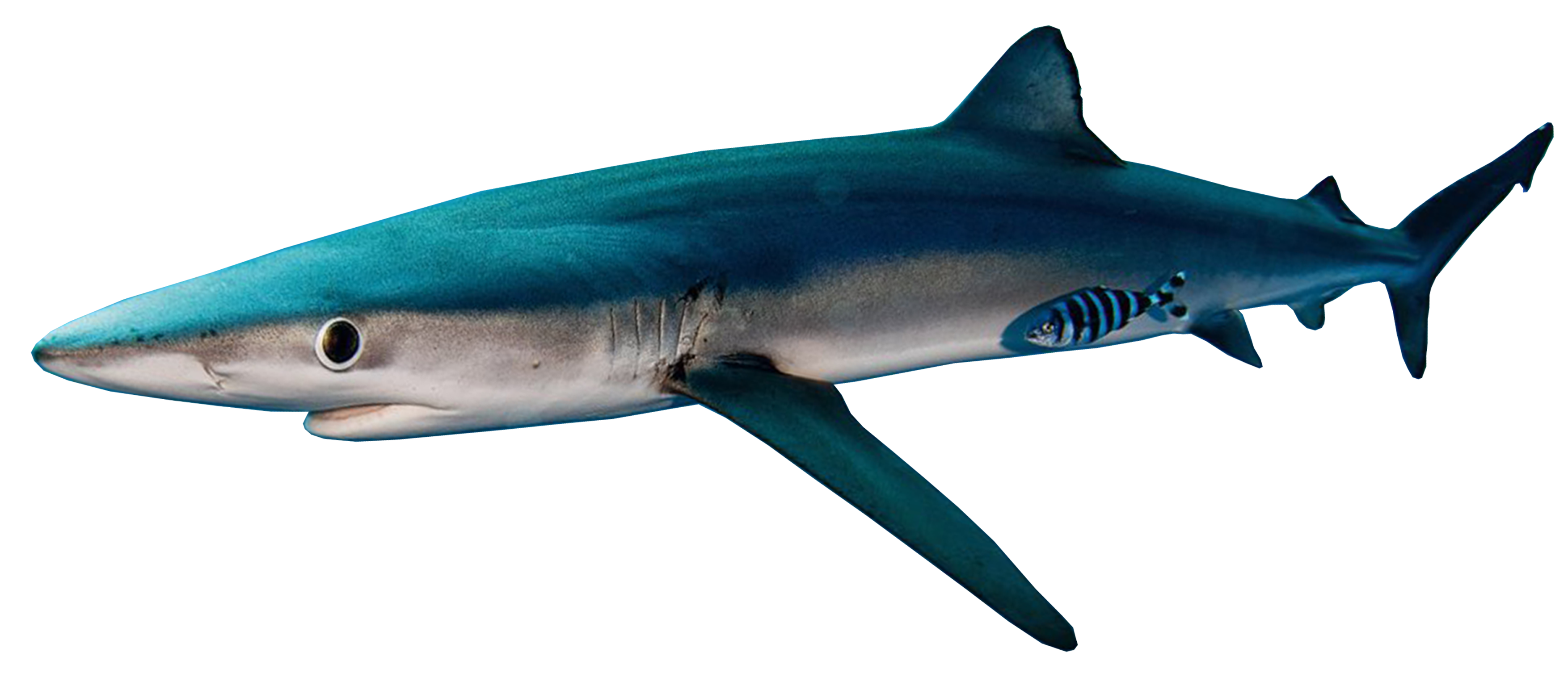 blauwehaai