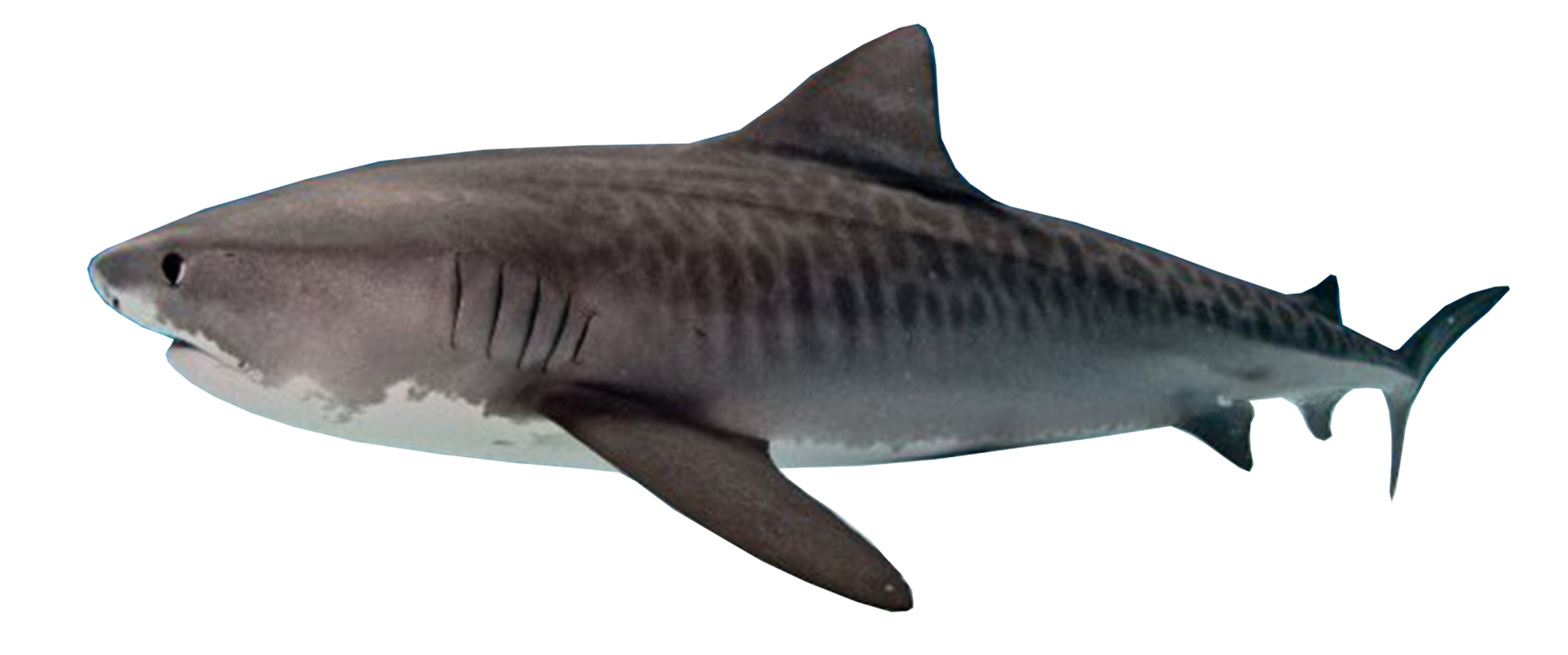 tijgerhaai