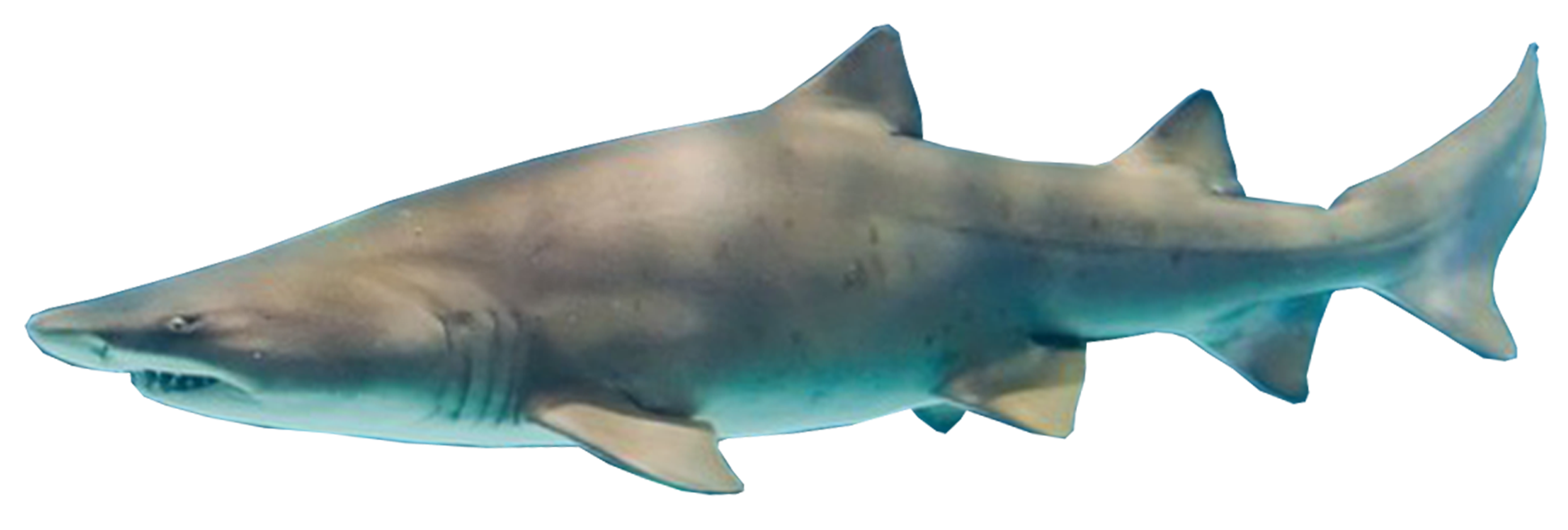 Zandtijgerhaai